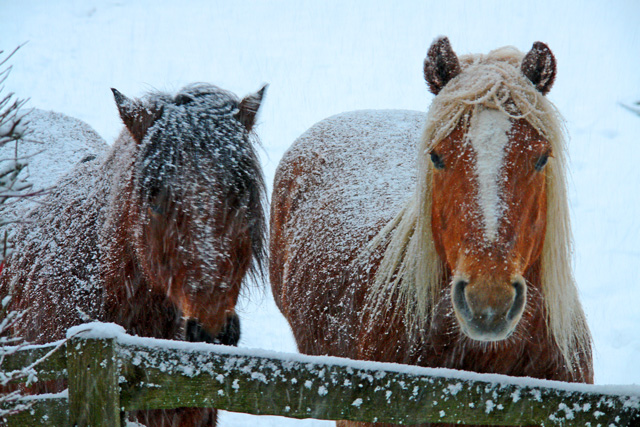 k-Pferde im Schnee